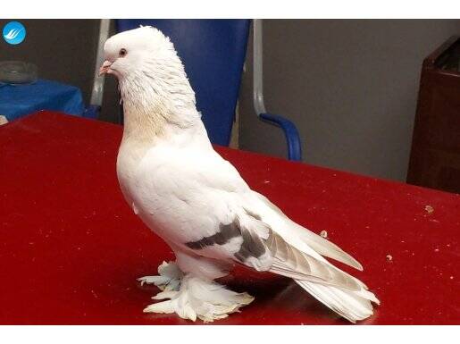 Hatasız Şebap Kürenk Takım, Federasyona kayıtlı 