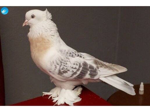 Şebap Miski Arka Tepe Takım 