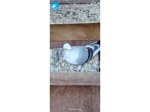 Balıkesir Burhaniye Bende Satılık Güvercinler Var