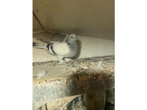 İçerde dışarda oynama garantili Ermeni zincirinden gelme