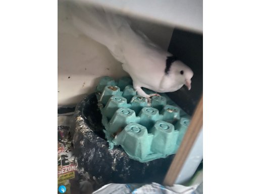 Yakalama uyguna vercem