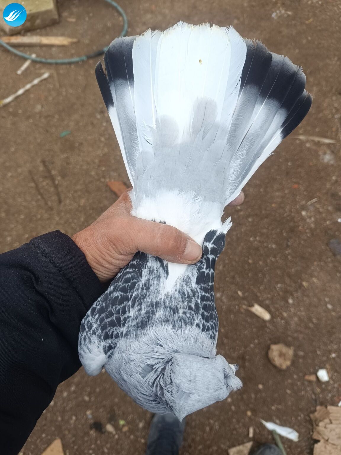 Babanın oğlu kemal komik