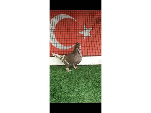 HÜNKÜRİ HAZIR TAKIM 
