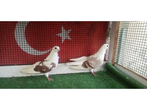 BANGO hazır takım 