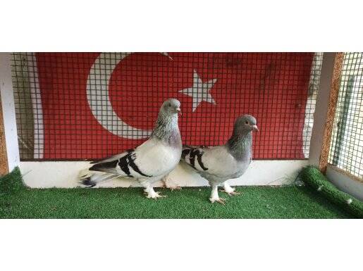 MAVİ TAKIM 