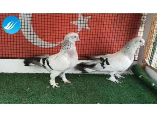 GÖK MAVİ TAKIM 