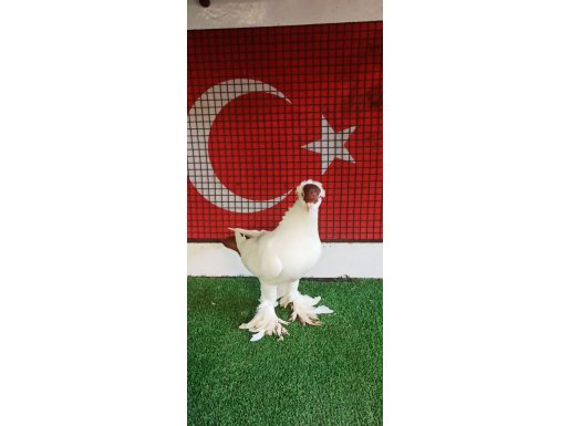 KIRMIZI BALİNA 