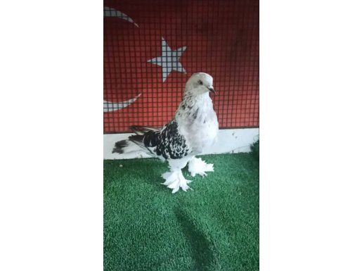 ÇAKMAKLI DİŞİ 