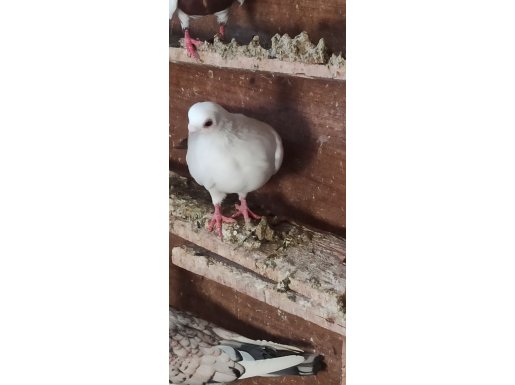 CUKALATA KUYRUK BANGO ERKEK 