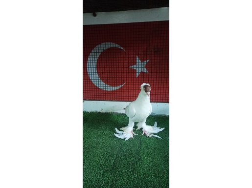 KIRMIZI KAFA BALİNA DİŞİ 