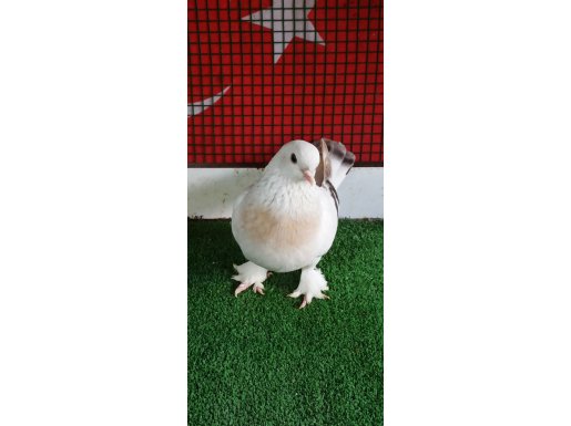 MUSUL SABUNİ DİŞİ 