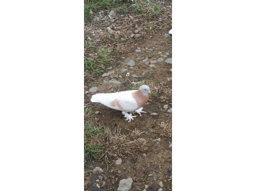 Limoni erkek oyunludur 