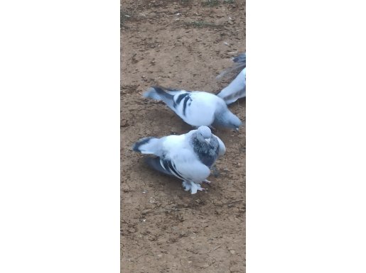 AÇIK BENEKLİ MAVİ TAKIM 