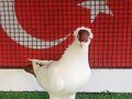 KIRMIZI BALİNA 