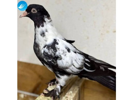 Oynak süslü bozalı