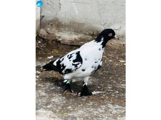 Kuşlar oynamazsa geri iade alırım