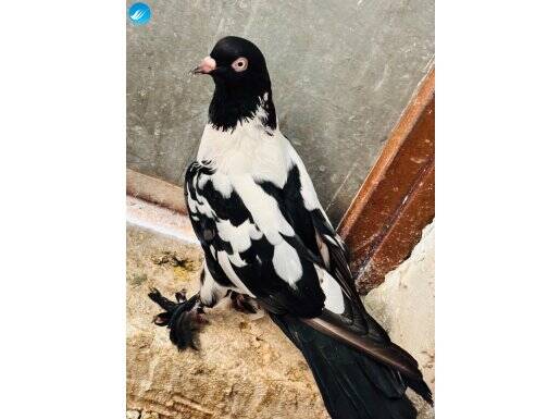 Hepsi tek soydan üreme süslü bozalılar