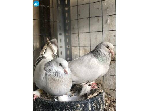 30 Adet Toptan Satılık Sarıkır Ballı Oyun Güvercinleri