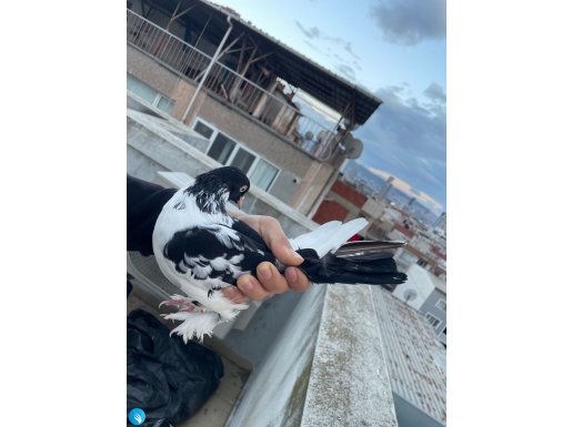 Kara bozalı oyun kuşu yavru sayılır 