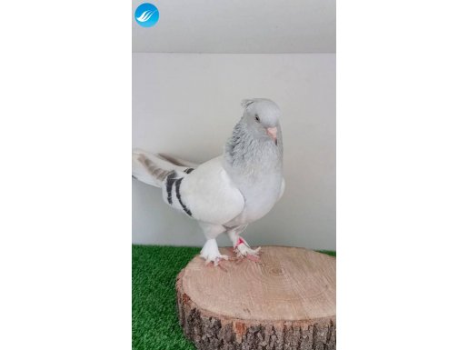 +++ GENÇ AYNA KUYRUK DİŞİ +++