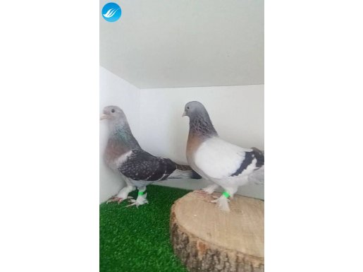 +++ ORİJİNAL MUSUL AFNAS ÇİFT +++
