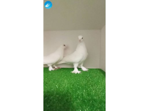 TAKIM TAKIM BEYAZLAR