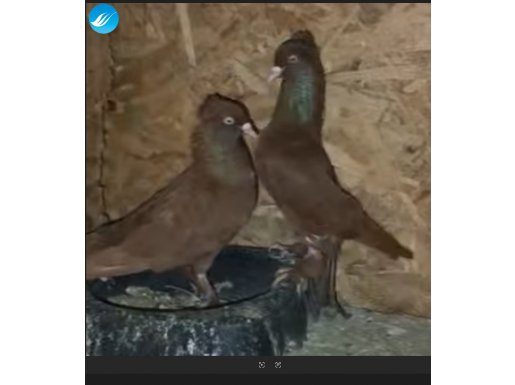 KEPEZLI KELEBEK SAYA