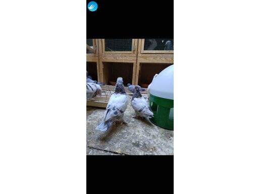 Boz kalite isteyene kupa düzeyinde garantili geri alınır