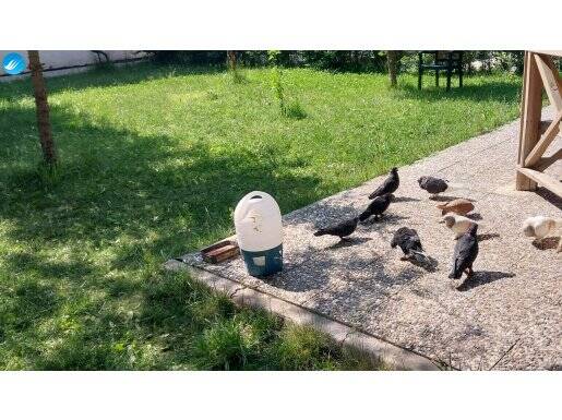 8 adet kuş bedava 