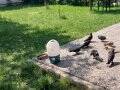 8 adet kuş bedava 
