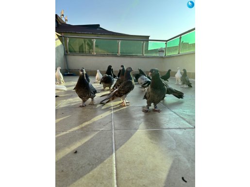 Damzılık takım ve yavruları uçan oynayan hazır