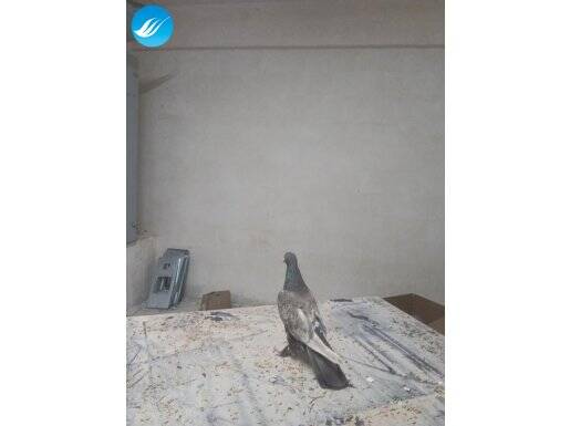 Nudi dişi ister uçur ister damızlık iletişim 05384158736