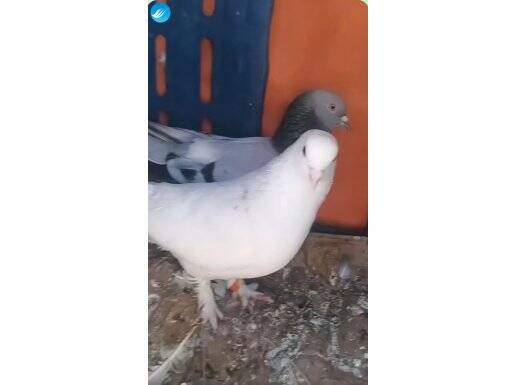 Gök akkuyruk erkek beyaz dişi takım damızlık 05384158736