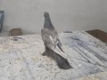 Nudi dişi ister uçur ister damızlık iletişim 05384158736