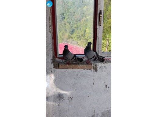Trabzon kukullusu