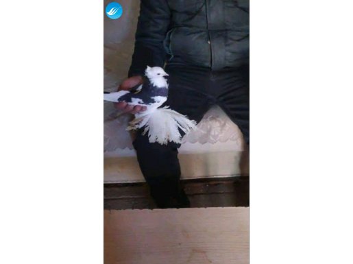 Malatya paçalısı