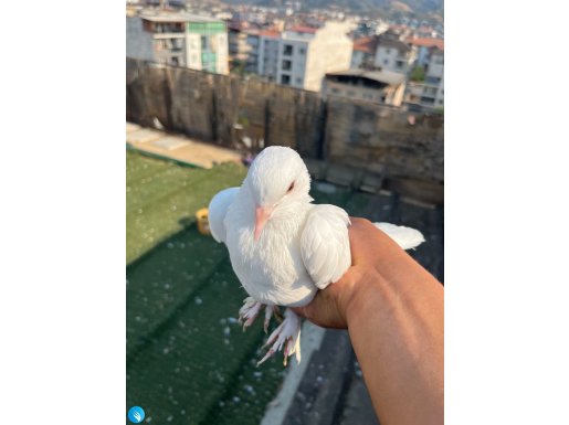 KAR BEYAZI FIRSATI KAÇIRMAYIN
