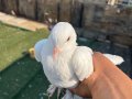 KAR BEYAZI FIRSATI KAÇIRMAYIN