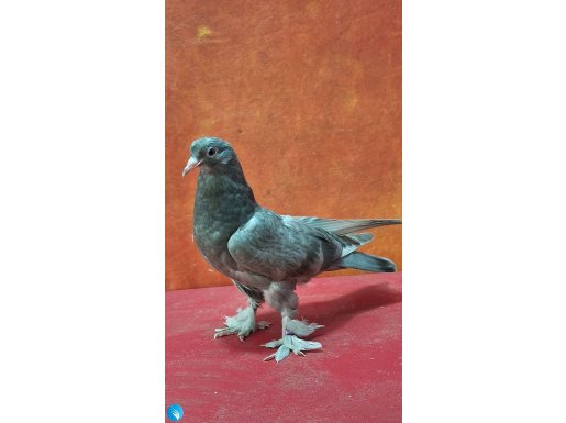 Kelebek taklacı kırması