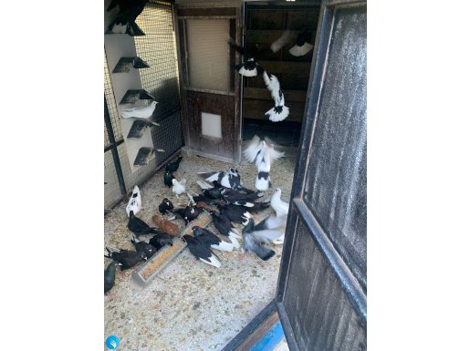 35 adet bursa kuşu toplu satış 