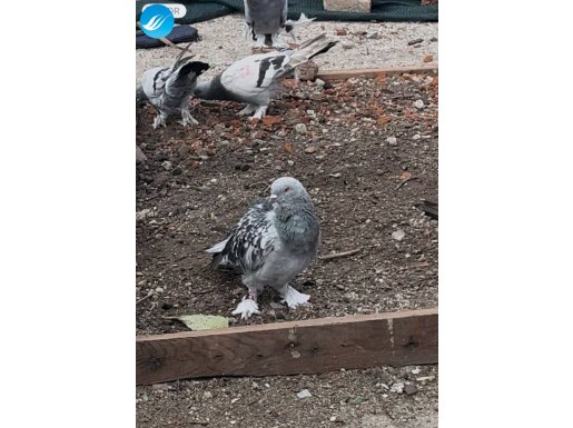 Erkek 2Marka ayağında kuştan anlayanlar ztn iyi olduğnu anla