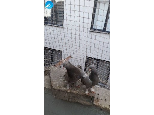 Çapraz takım olur ikiside yavru daha 