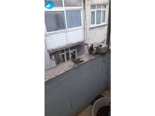 Çapraz takım olur