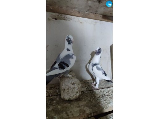 Adana Aynalı Şami 