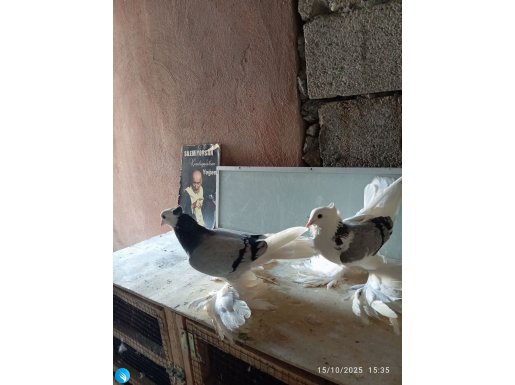 Hakiki Malatya paçalıaı