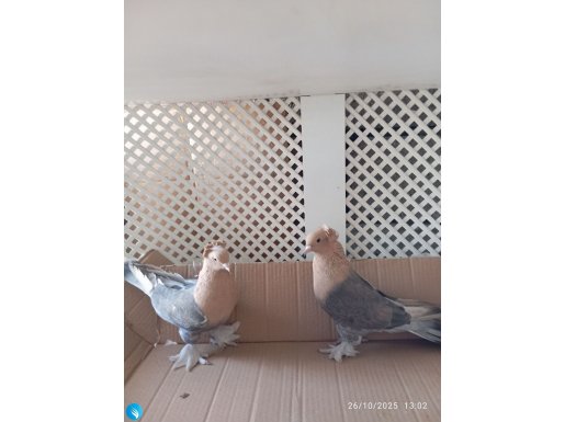 Platin acil satılık