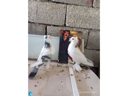Hafif paçalı Güllü