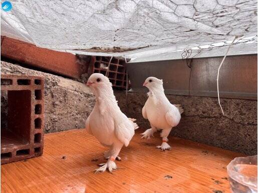 Tepeli Güllü Beyaz Bango Takım Yavruya Hazır ,