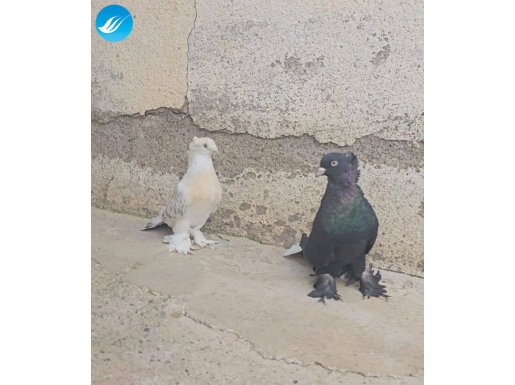 Jumbo Arap ile dişi miski takım 