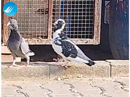 Eşli yavru yumurta garentili 